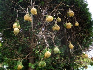 Những trái cây trĩu quả kỳ lạ trên cành