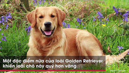 Chó mẹ ôm chặt, giữ con không rời vì sợ chủ đem bán