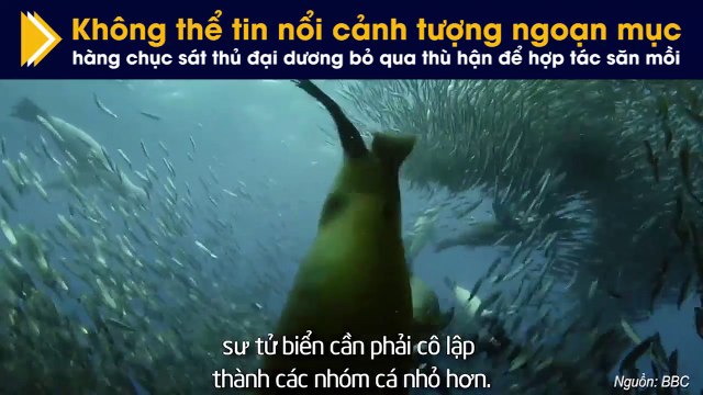 Không thể tin nổi cảnh tượng ngoạn mục hàng chục sát thủ đại dương bỏ qua thù hận để hợp tác săn mồi