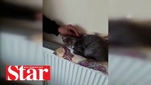 Donmak üzere olan yavru kediyi polis memuru kurtardı