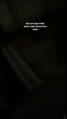 the cat that says hello Funny Video