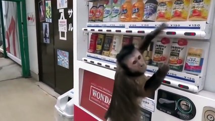 monkey using a vending machine Funny Video