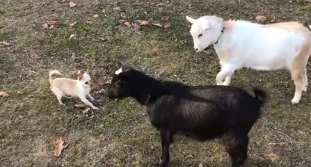 Lola the Chihuahua is a Total Boss With Goat Kids