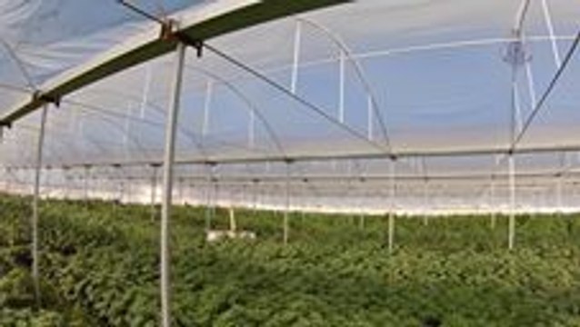 Queensland Police Release Aerial Footage of Huge Weed Crop Worth Millions