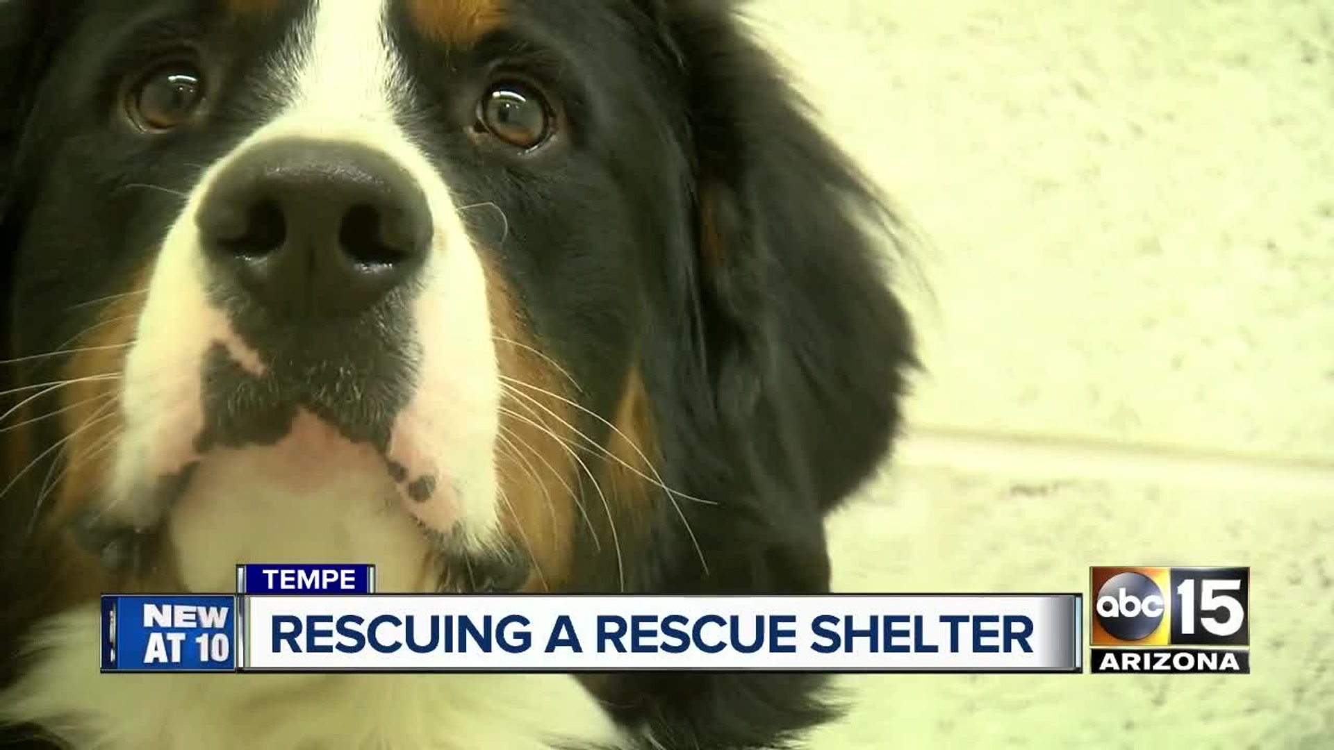 ⁣Tempe animal shelter in need of rescuing