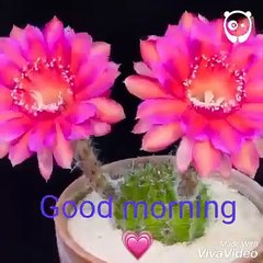 Flowers scene are blooming in the morning