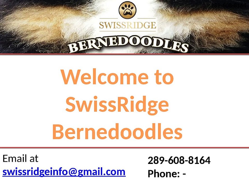 Bernese Mountain Dog puppies