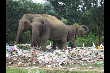 Elephant seen eating plastic bags of rubbish