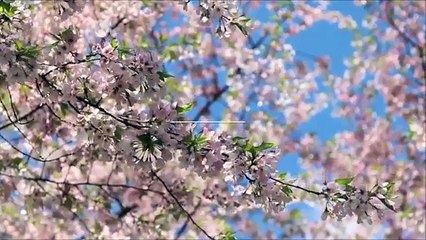 【国会中継】丸山穂高 VS 前川喜平参考人招致で完全無双「出会い系は‥貧困調査してないよね？」前川氏玉砕ｗ