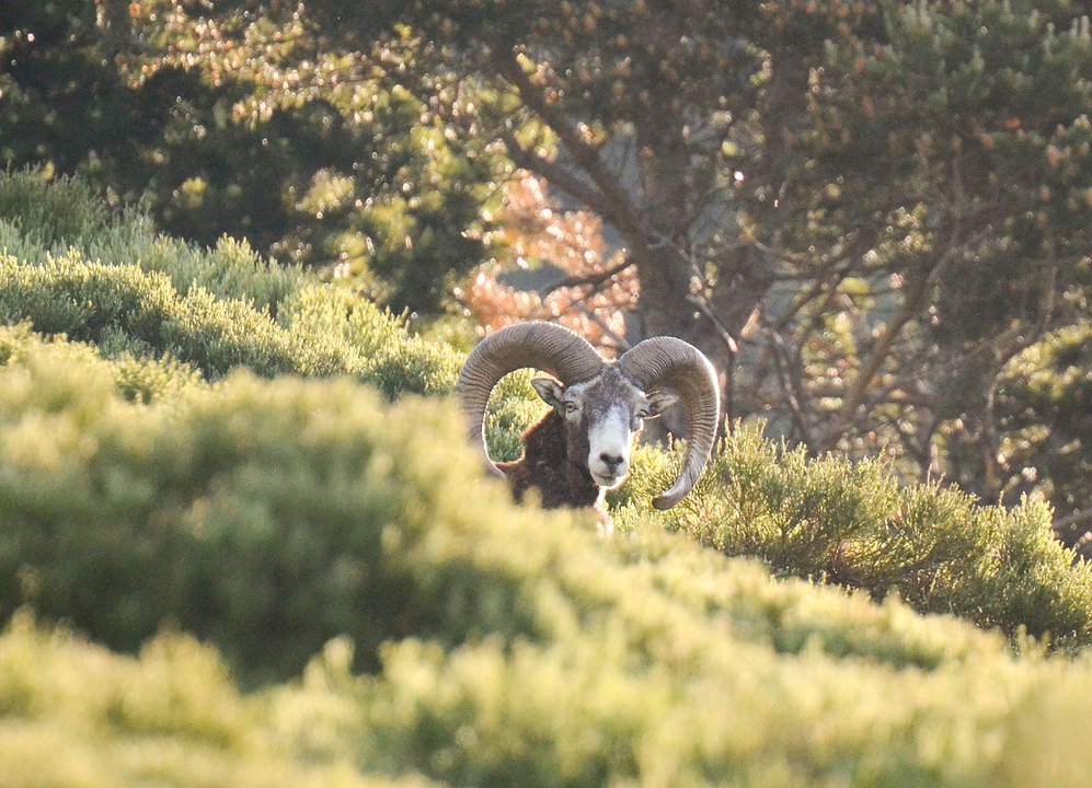 Mouflons dans les montagnes des Pyrénées