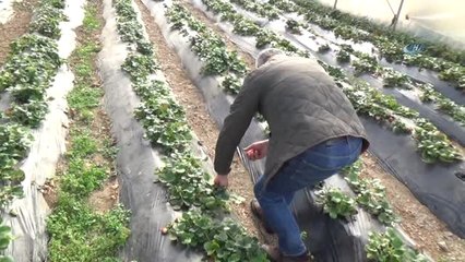 Fındığı Kesip Çilek Üretimine Başladı