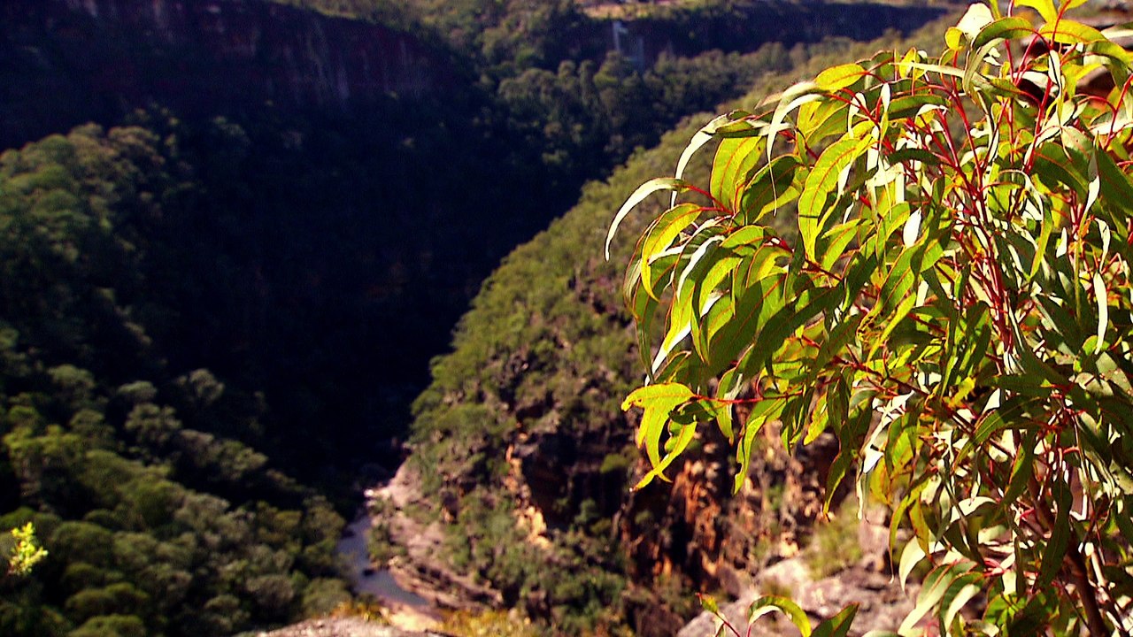 Visit the best spots with our hand-picked Blue Mountain tours | Local Sydney Tours