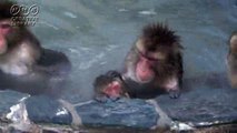 三井由美　温泉に入る猿　by三井由美