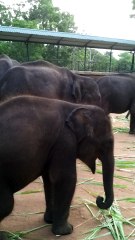 Baby elephants eating, drinking milk and trying to play at transit home