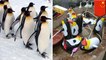 Zoo in China tricks zoo-goers into paying money to see inflatable penguins - TomoNews