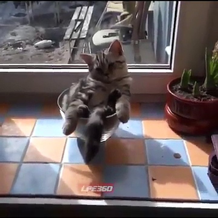 Ce chat est à la cool dans son vase... En mode pacha