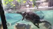 Une tortue grimpe sur le dos d'un crocodile pour faire un petit tour... Dingue