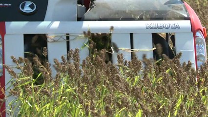 몸에 좋은 '식용 피'...성인병 예방 효과 / YTN