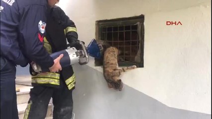 Denizli Sıkışan Kediyi İtfaiye Kurtardı