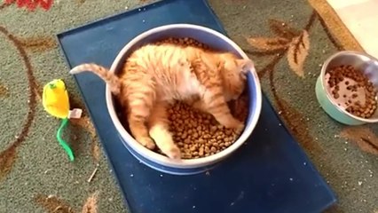 Un chaton bien heureux dans sa gamelle