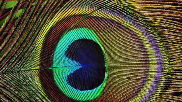 Khổng tước loài chim to lớn xinh đẹp và dài nhất còn tồn tại trên thế giới