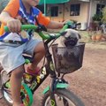 Un enfant promène sa chienne et ses chiots en vélo, d'une façon très originale !