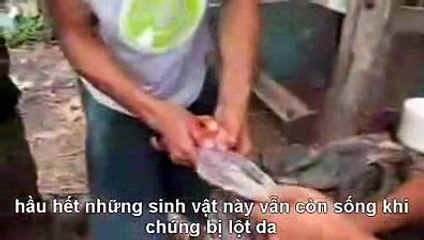 ĐỪNG DÙNG ĐỒ DÙNG BẰNG DA THÚ NỮA CÁC BẠN NHÉ TỘI NGHIỆP QUÁ