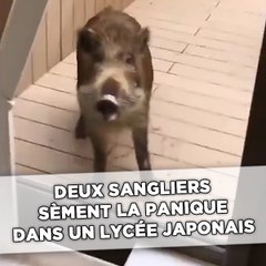 Japon: Des sangliers sèment la panique dans un lycée