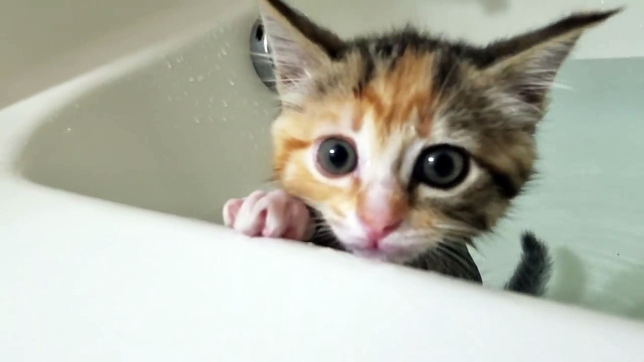 Kittens first bath!