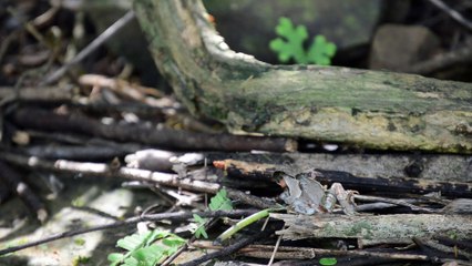 Galaxy S9 'Unlikely' To Be Unveiled At CES 2018