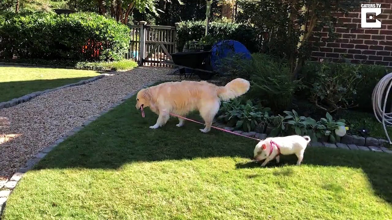 Tiny piglet and golden retriever best friend eat, bathe and even go on walkies together