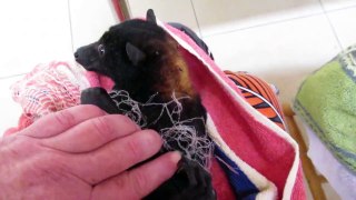 Harry the Bat is Rescued From Netting