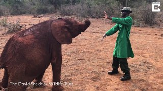 Adorable rescue elephant uses trunk to imitate carer’s dance moves