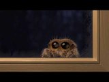 The Cutest Spider You'll Ever See