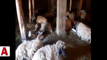 Bitlis’te 200 koyun telef oldu