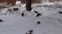 Kuşların Karda Ekmek Kavgası