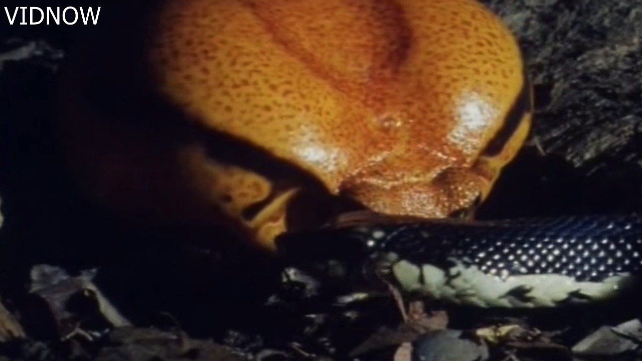 Snake VS Giant Tamato Frog