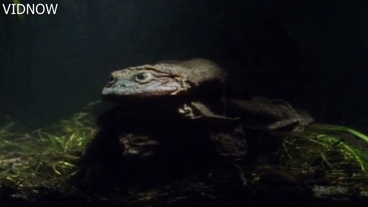 The Scrotum Frog of Lake Titicaca