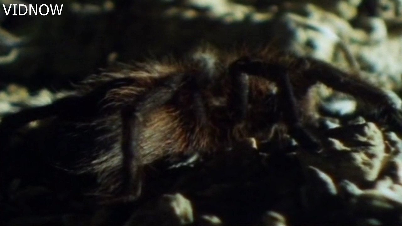 Tiny frogs and giant spiders the best of friends