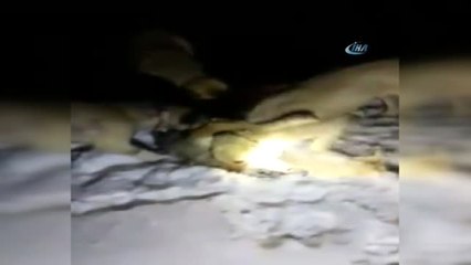 Sürüye Saldıran Kurdu, Kangal Köpekleri Boğdu
