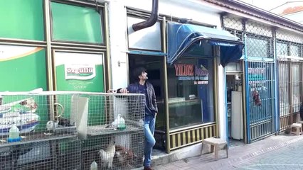 Yavruyken Bulduğu Güvercini Peşinden Ayrılmıyor