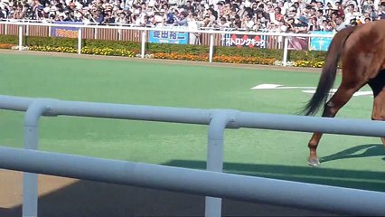 札幌記念ＤＡＹ　札幌１Ｒ～１２Ｒまで、ほぼほぼ３連単で馬券購入してみた　プロ馬券師集団『桜花』