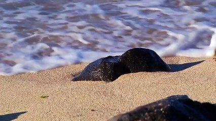 Waves - Big Cat Brandz, LLC