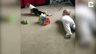 Man’s best friend – Dog teaches little girl to crawl by mimicking her movements