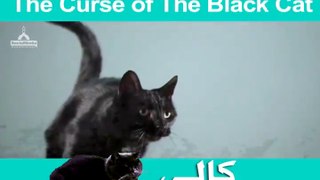 The Curse Of The Black Cat _ Imran Attari Madani Channel