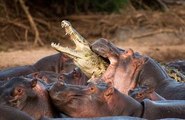 El rio Campo de batalla Leones Hipopótamos y Cocodrilos Documental