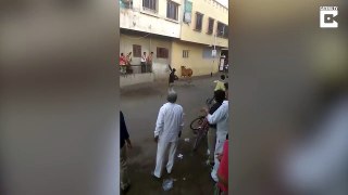 Cow Attacks Man In Busy Street