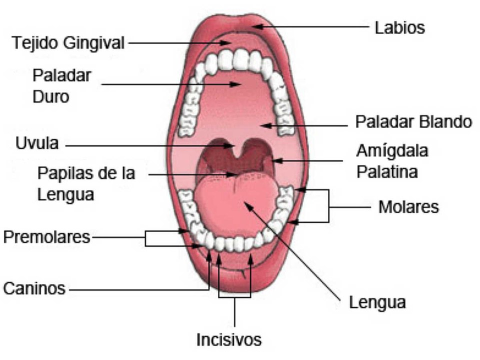 Los dientes ante un cáncer de cabeza y cuello