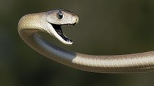 Top 5 Das Cobras Terrestres Mais Venenosas_1
