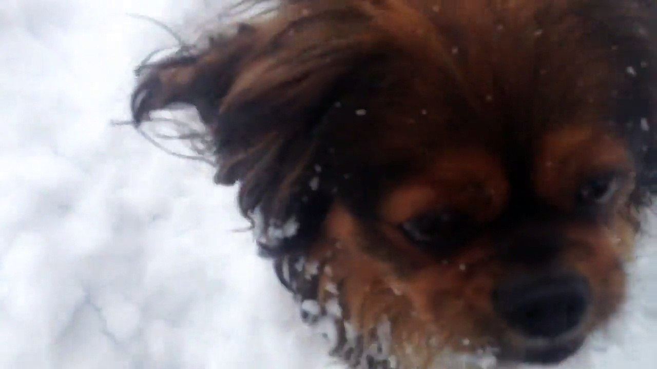 Cute Puppy Tries to Catch Snowballs